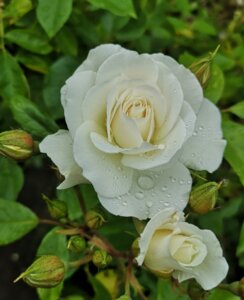 inbound5146840279231016382